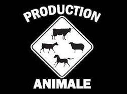 Production animale (temps plein)